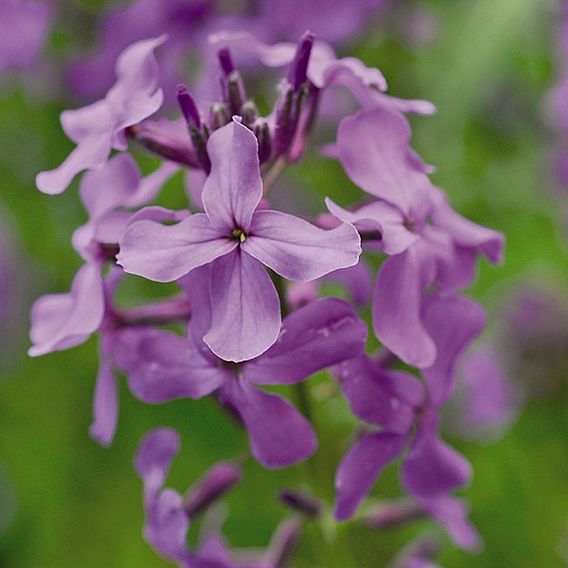 Hesperis Matronalis