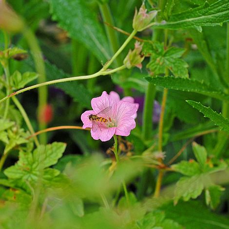 Geranium oxonianum 'Wargrave Pink'