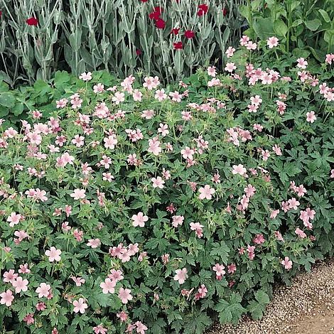 Geranium endressii