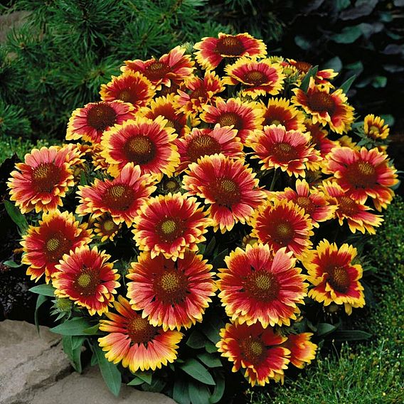 Gaillardia aristata 'Arizona Sun'