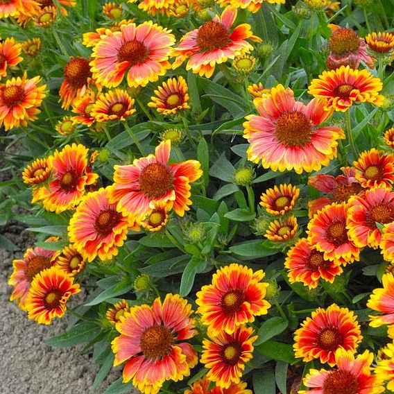 Gaillardia aristata 'Arizona Sun'