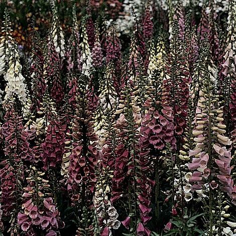 Foxglove 'Foxy'