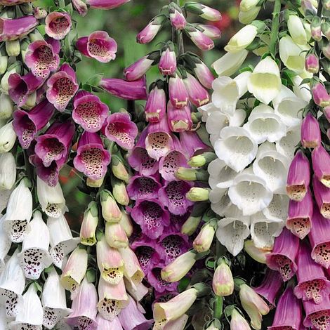 Foxglove 'Foxy'