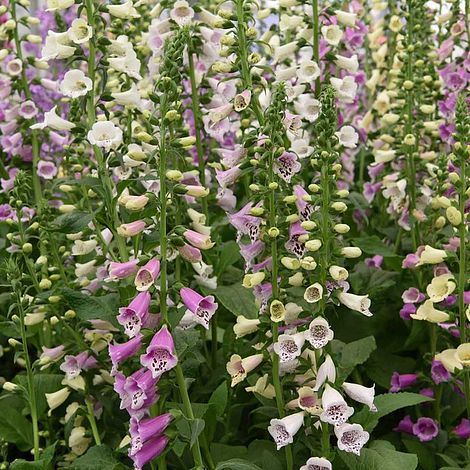 Foxglove 'Foxy'
