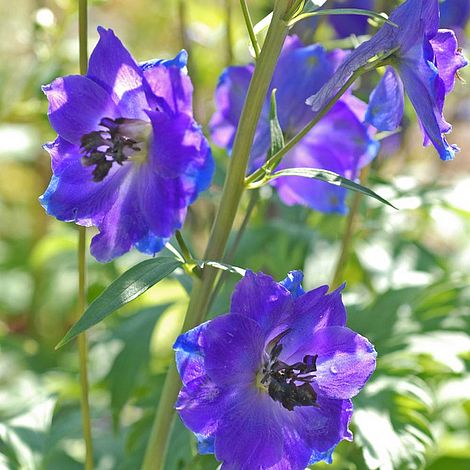 Delphinium 'Blue Bird' (Pacific Hybrid)