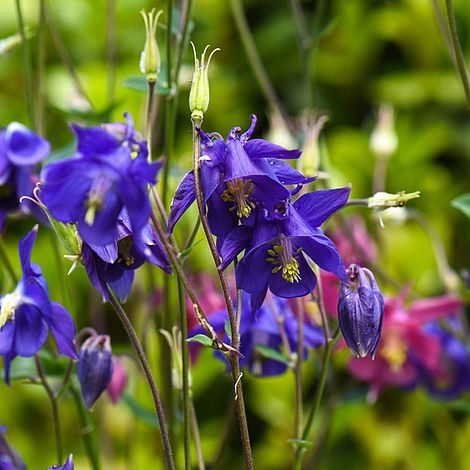 Aquilegia vulgaris