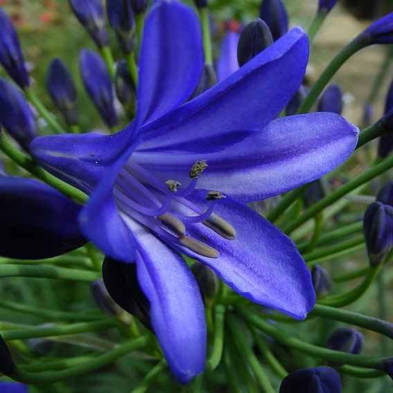 Agapanthus 'Northern Star'