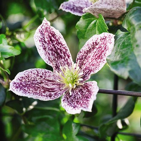 Clematis cirrhosa var. purpurascens 'Freckles'