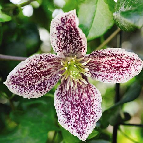 Clematis cirrhosa var. purpurascens 'Freckles'