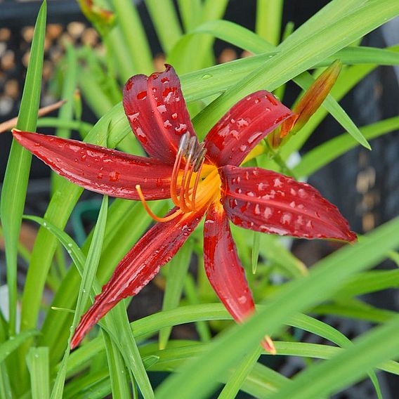 Hemerocallis 'Crimson Pirate'