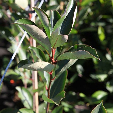 Aronia x prunifolia 'Brilliant'