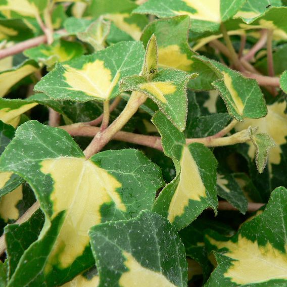 Hedera Helix Goldheart Plant