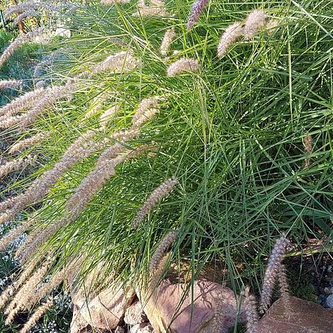 Pennisetum Alopecuroides