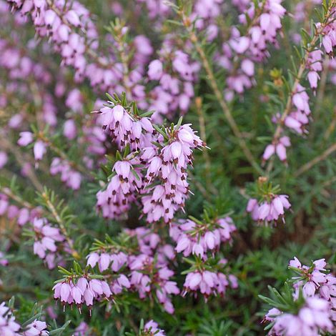 Erica x darleyensis 'Darley Dale'