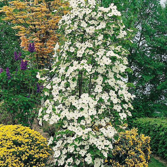 Cornus 'Eddie's White Wonder'