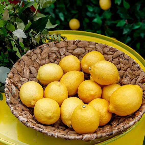 Lemon (Citrus Fruit)