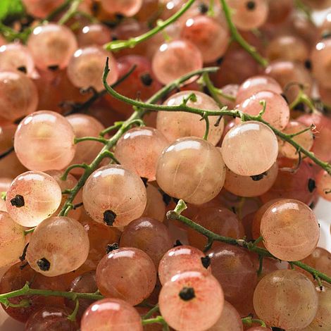 Pinkcurrant 'Gloire de Sablon'