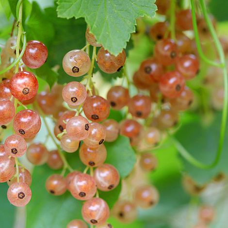 Pinkcurrant 'Gloire de Sablon'