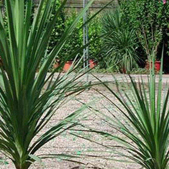 Cordyline australis Verde atlantic green