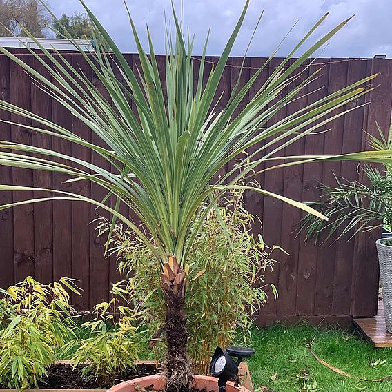 Cordyline australis Verde atlantic green