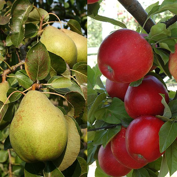 Apple & Pear Duo