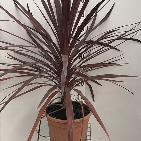 Cordyline 'Red Star'