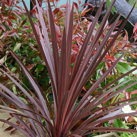 Cordyline 'Red Star'