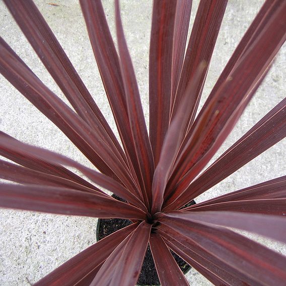 Cordyline 'Red Star'