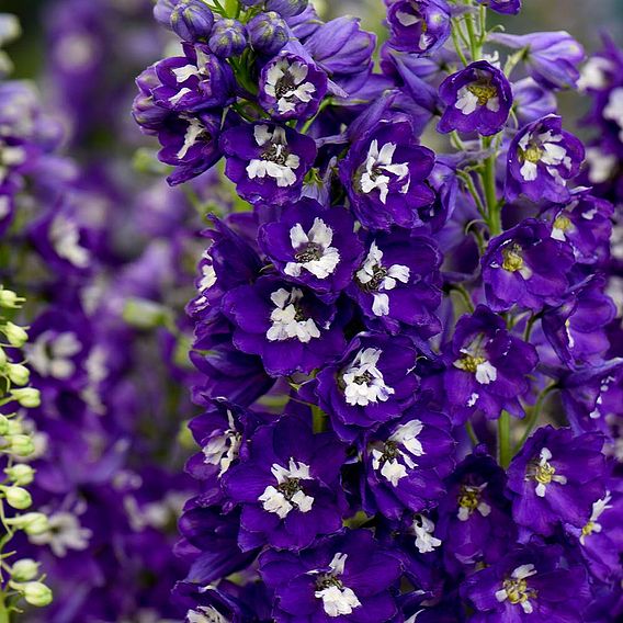 Delphinium Magic Fountains 'Dark Blue Dark Bee'