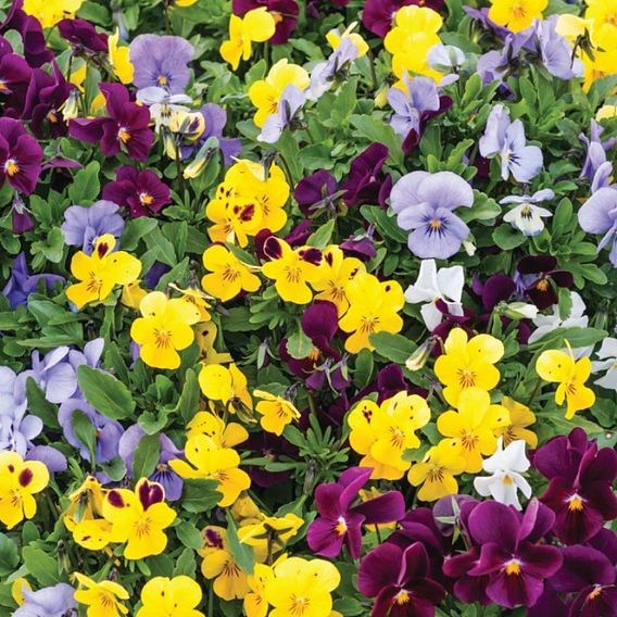 Viola 'Autumn Jewels Mixed'