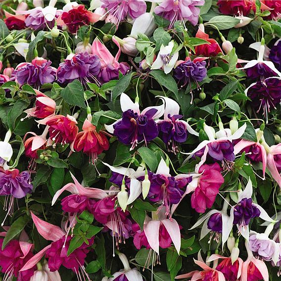 Fuchsia Plants - Giant Flowered Collection