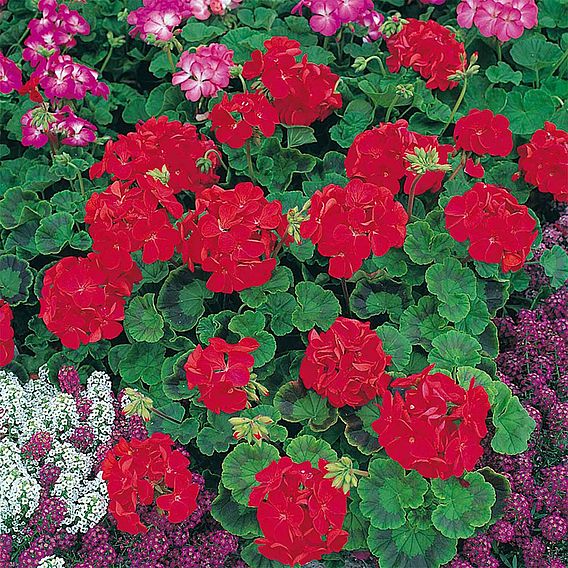 Geranium 'Best Red' F1 Hybrid