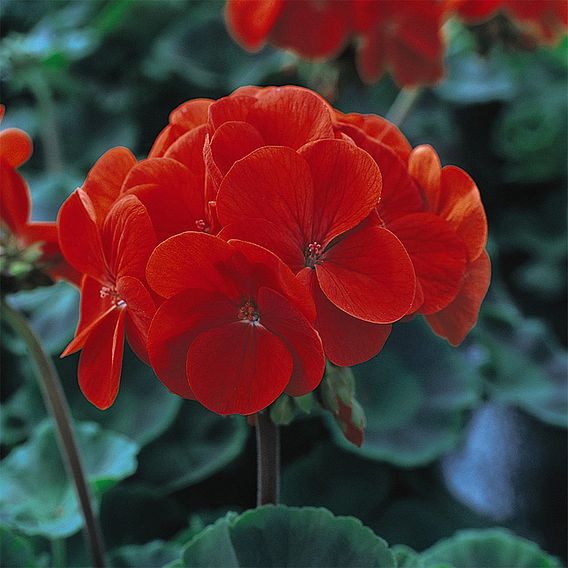 Geranium 'Best Red' F1 Hybrid