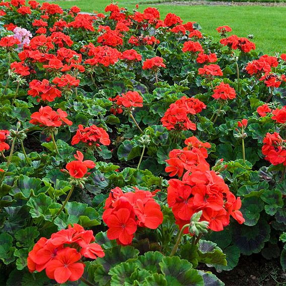 Geranium 'Best Red' F1 Hybrid