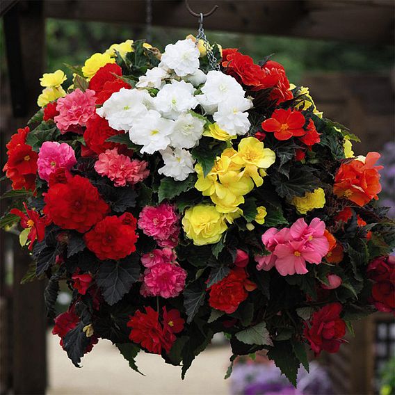 Begonia 'Nonstop Mixed'