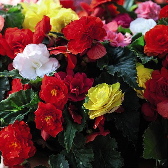 Begonia 'Nonstop Mixed' - Tubers