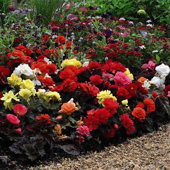 Begonia 'Nonstop Mixed'