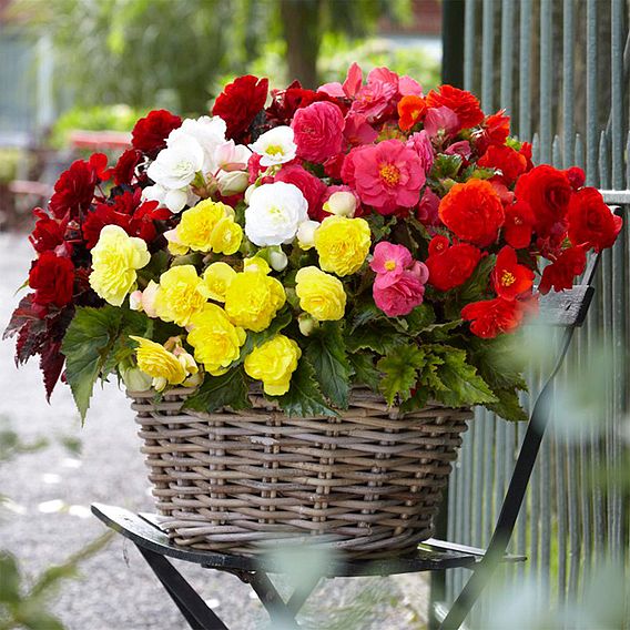 Begonia 'Nonstop Mixed' - Tubers