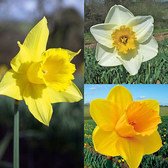 Narcissus 'Cornish Continuity Collection'