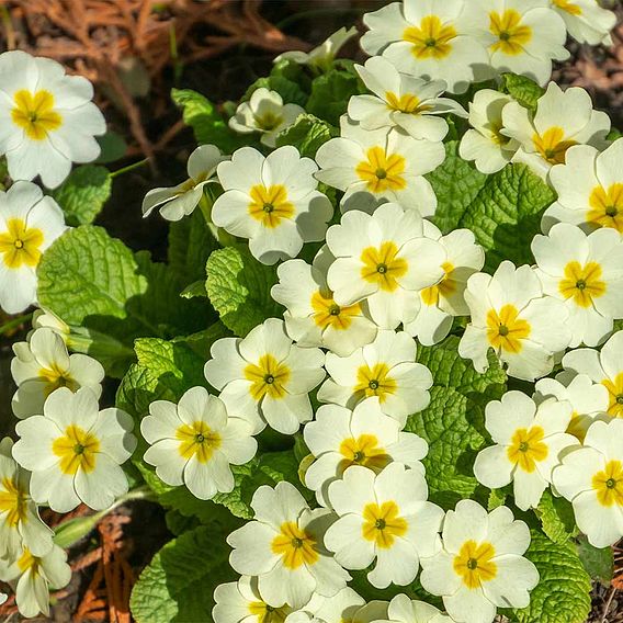 Primula vulgaris