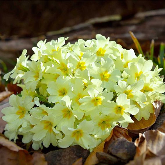 Primula vulgaris