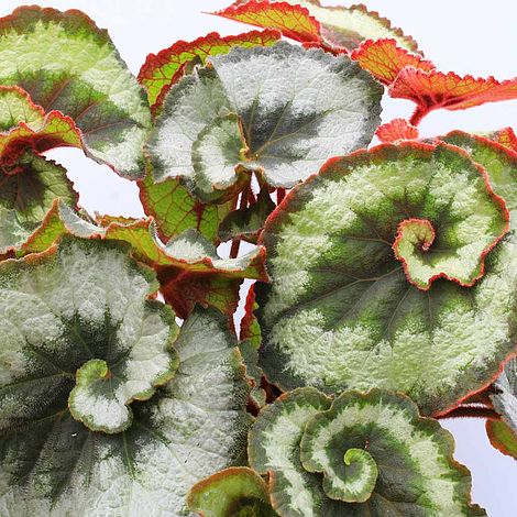 Begonia 'Escargot'