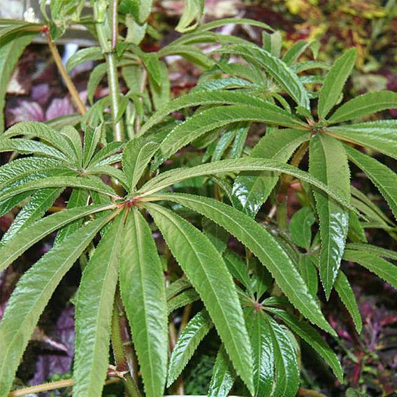 Begonia luxurians