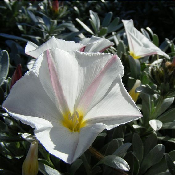 Convolvulus Cneorum