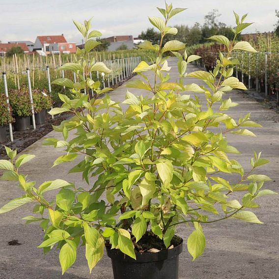 Cornus alba 'Aurea'