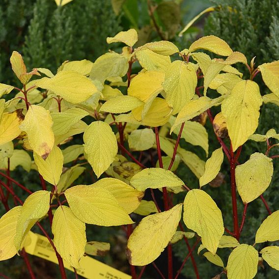 Cornus alba 'Aurea'