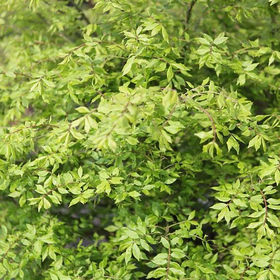 Euonymus alatus