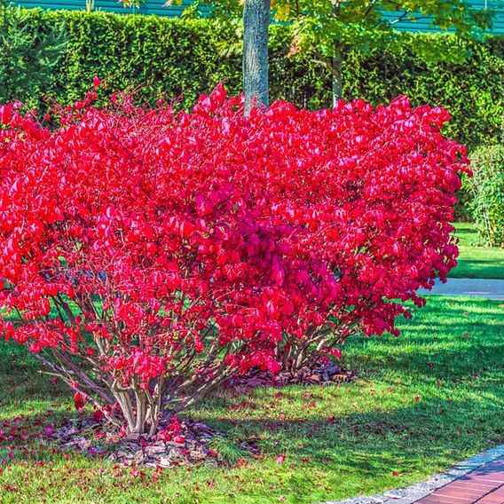 Euonymus alatus 'Compactus'