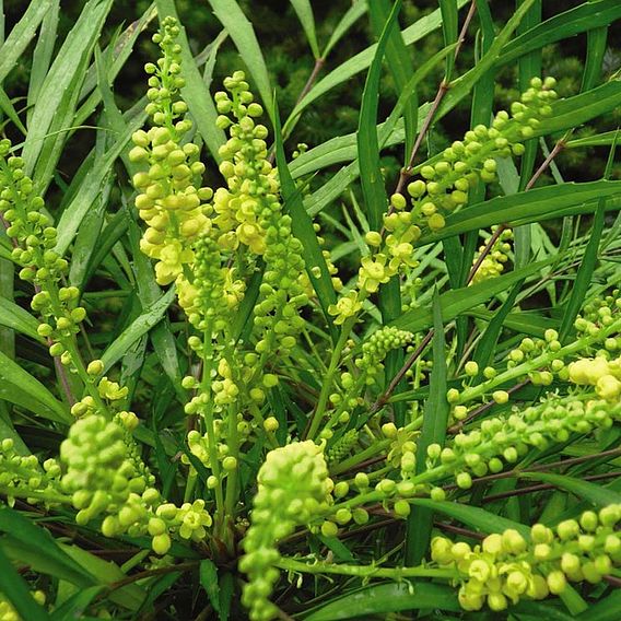 Mahonia 'Soft Caress'