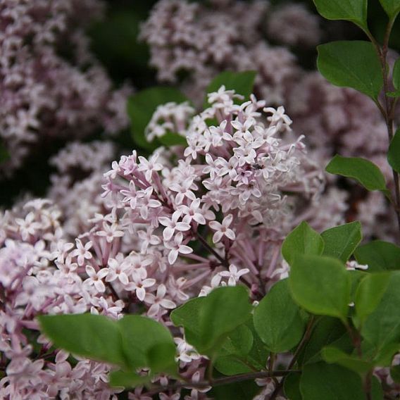 Lilac 'Palibin'